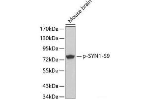 Western blot analysis of extracts from Mouse Brain tissue using Phospho-SYN1(S9) Polyclonal Antibody. (SYN1 Antikörper  (pSer9))