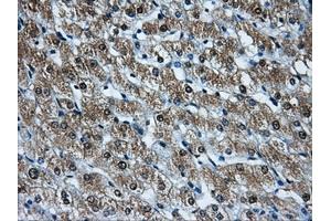 Immunohistochemical staining of paraffin-embedded pancreas tissue using anti-HDAC10mouse monoclonal antibody. (HDAC10 Antikörper)