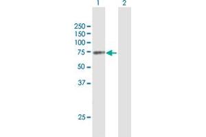 Western Blot analysis of MGRN1 expression in transfected 293T cell line by MGRN1 MaxPab polyclonal antibody. (Mahogunin RING Finger Protein 1 Antikörper  (AA 1-576))