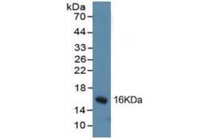 Western Blotting (WB) image for Leptin (LEP) ELISA Kit (ABIN6574137)