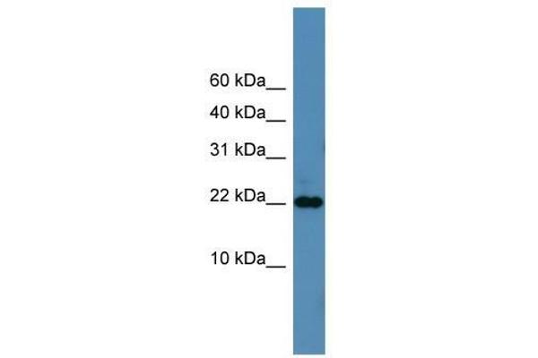 SFRS12IP1 Antikörper  (N-Term)