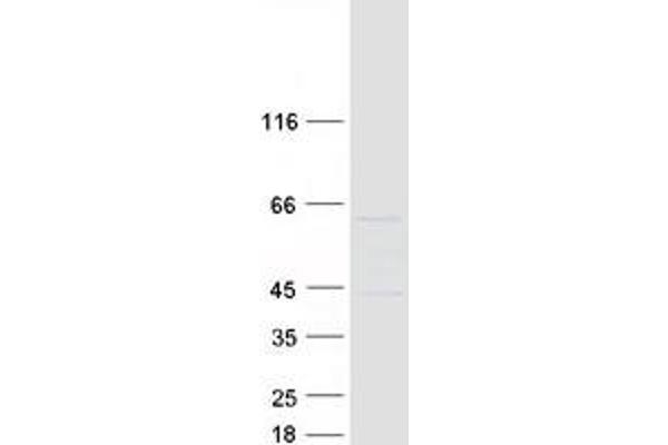 EIF2B4 Protein (Transcript Variant 3) (Myc-DYKDDDDK Tag)