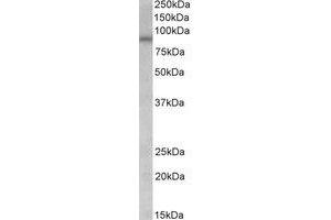 Western Blotting (WB) image for anti-Arginine Vasopressin Receptor 1A (AVPR1A) (Internal Region) antibody (ABIN2466481) (AVPR1A Antikörper  (Internal Region))