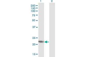 Western Blot analysis of ARL4D expression in transfected 293T cell line by ARL4D MaxPab polyclonal antibody. (ARL4D Antikörper  (AA 1-201))