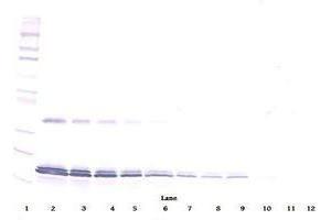 Image no. 1 for anti-Interleukin 16 (IL16) antibody (ABIN465149) (IL16 Antikörper)