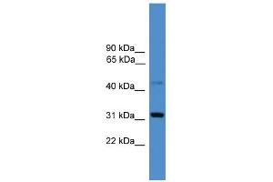 WB Suggested Anti-CD38 Antibody Titration: 0. (CD38 Antikörper  (C-Term))