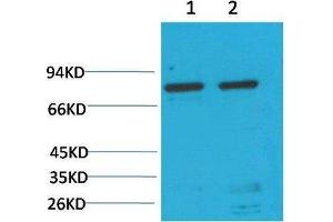 Western Blot (WB) analysis of 1)HeLa, 2) Rat LiverTissue with GRP78/Bip Mouse Monoclonal Antibody diluted at 1:2000. (GRP78 Antikörper)