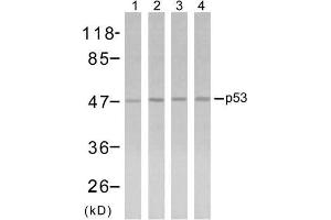 Western blot analysis using p53 (Ab-315) antibody (E021091). (p53 Antikörper)