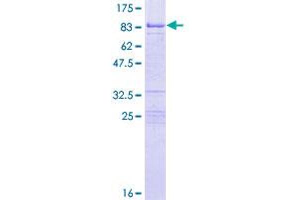 GRB10 Protein (AA 1-536) (GST tag)