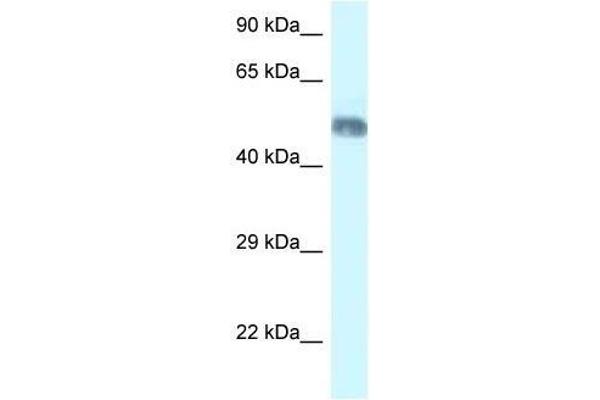 WDR8 Antikörper  (N-Term)