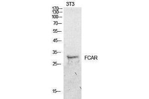 Western Blotting (WB) image for anti-Fc Fragment of IgA, Receptor For (FCAR) (Internal Region) antibody (ABIN3178914) (FCAR Antikörper  (Internal Region))