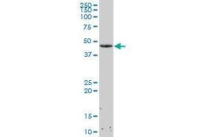 CDK4 MaxPab polyclonal antibody. (CDK4 Antikörper  (AA 1-303))