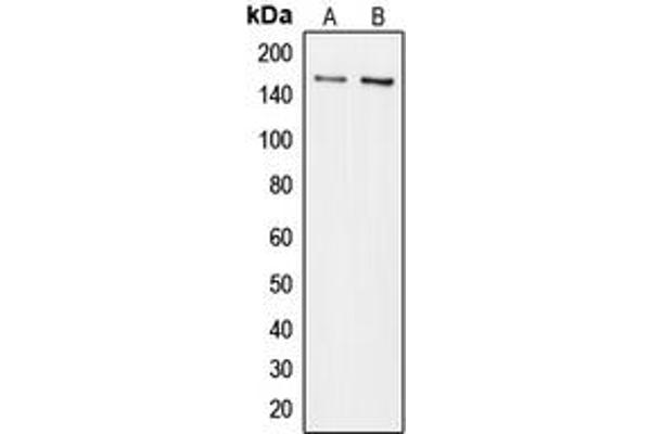 COL5A3 Antikörper  (N-Term)