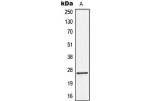 Western blot analysis of Connexin 26 expression in HepG2 (A) whole cell lysates. (GJB2 Antikörper  (Center))