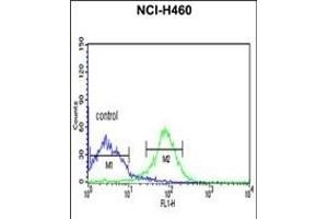 FKBP14 Antibody (N-term) (ABIN390491 and ABIN2840850) flow cytometric analysis of NCI- cells (right histogram) compared to a negative control cell (left histogram). (FKBP14 Antikörper  (N-Term))