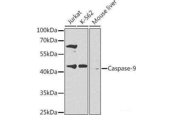 Caspase 9 Antikörper