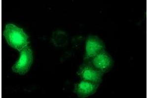 Immunofluorescence (IF) image for anti-DnaJ (Hsp40) Homolog, Subfamily B, Member 1 (DNAJB1) antibody (ABIN1498735) (DNAJB1 Antikörper)