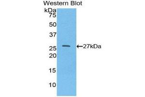 Western Blotting (WB) image for anti-Hepatocyte Nuclear Factor 4, alpha (HNF4A) (AA 131-330) antibody (ABIN1859184) (HNF4A Antikörper  (AA 131-330))