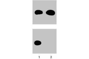 Western blot analysis for Cdk1/Cdc2 (pY15). (CDK1 Antikörper  (pTyr15))