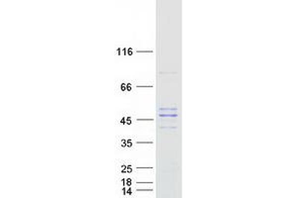 PMPCB Protein (Myc-DYKDDDDK Tag)