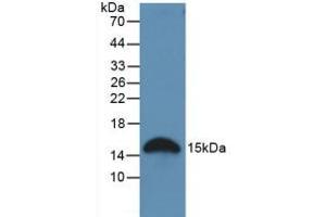 Figure. (Galectin 2 Antikörper  (AA 1-130))