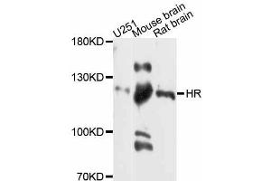 Western blot analysis of extracts of various cell lines, using HR antibody (ABIN5997924) at 1:3000 dilution. (Hairless Antikörper)