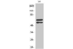 Western Blotting (WB) image for anti-V-Yes-1 Yamaguchi Sarcoma Viral Related Oncogene Homolog (LYN) (pTyr508) antibody (ABIN3179625) (LYN Antikörper  (pTyr508))