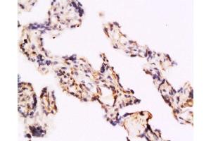 Immunohistochemistry (Paraffin-embedded Sections) (IHC (p)) image for anti-Toll-Like Receptor 4 (TLR4) (AA 751-835) antibody (ABIN736491)