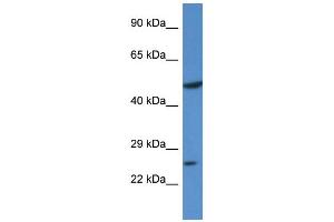 Western Blotting (WB) image for anti-Kruppel-Like Factor 17 (KLF17) (N-Term) antibody (ABIN405290) (KLF17 Antikörper  (N-Term))