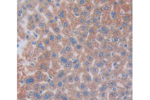 IHC-P analysis of Mouse Tissue, with DAB staining. (COL2A1 Antikörper  (AA 677-817))