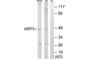 Western Blotting (WB) image for anti-ARP3 Actin-Related Protein 3 (ACTR3) (C-Term) antibody (ABIN1850673) (ACTR3 Antikörper  (C-Term))