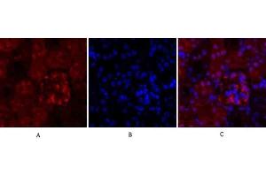 Immunofluorescence analysis of mouse kidney tissue. (Cyclin A Antikörper  (AA 190-270))