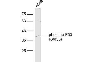 Human A549 lysates probed with Rabbit Anti-P53(Ser33) Polyclonal Antibody, Unconjugated  at 1:5000 for 90 min at 37˚C. (p53 Antikörper  (pSer33))