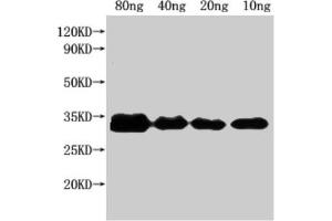 Western Blot Positive WB detected in Recombinant protein All lanes: nfuA antibody at 1:2000 Secondary Goat polyclonal to rabbit IgG at 1/50000 dilution Predicted band size: 25 kDa Observed band size: 32 kDa (NFUA (AA 1-191) Antikörper)