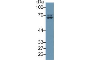 Detection of LMNA in Human A375 cell lysate using Polyclonal Antibody to Lamin A/C (LMNA) (Lamin A/C Antikörper  (AA 1-422))
