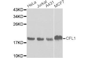 Western blot analysis of extracts of various cell lines, using CFL1 antibody. (Cofilin Antikörper)