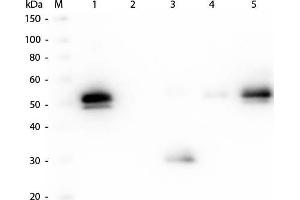 Western Blotting (WB) image for Goat anti-Rabbit IgG (Fc Region) antibody (DyLight 405) (ABIN6699125)