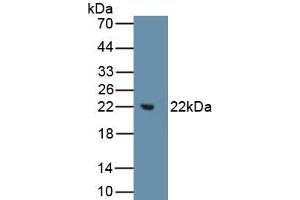 Detection of Recombinant MMP3, Human using Polyclonal Antibody to Matrix Metalloproteinase 3 (MMP3) (MMP3 Antikörper  (AA 247-370))