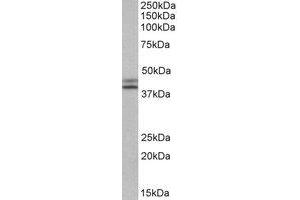 Western Blotting (WB) image for anti-Isocitrate Dehydrogenase 1 (NADP+), Soluble (IDH1) (AA 65-77) antibody (ABIN793234) (IDH1 Antikörper  (AA 65-77))