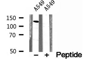 Western blot analysis of extracts of A549 cells, using CCP1 antibody. (AGTPBP1 Antikörper  (Internal Region))