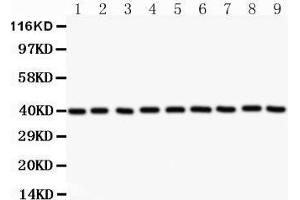 Western Blotting (WB) image for anti-Annexin A1 (ANXA1) (AA 2-346) antibody (ABIN3043783) (Annexin a1 Antikörper  (AA 2-346))