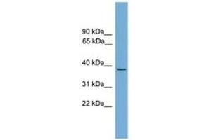 Image no. 1 for anti-Heat Shock Transcription Factor 3 (HSF3) (AA 171-220) antibody (ABIN6744634) (HSF3 Antikörper  (AA 171-220))