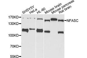 Western blot analysis of extracts of various cell lines, using NFASC antibody (ABIN5971561) at 1/1000 dilution. (NFASC Antikörper)