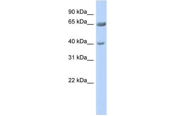 ZNF234 Antikörper