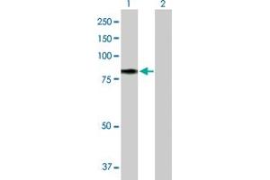 Western Blot analysis of TF expression in transfected 293T cell line by TF MaxPab polyclonal antibody. (Transferrin Antikörper  (AA 1-698))