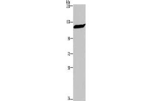 Western Blotting (WB) image for anti-Importin 7 (IPO7) antibody (ABIN2434838) (IPO7 Antikörper)