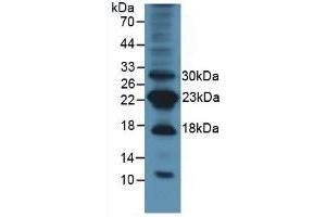 Detection of Surv in Mouse Lung Tissue using Polyclonal Antibody to Survivin (Surv) (Survivin Antikörper  (AA 1-140))