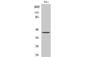 Western Blotting (WB) image for anti-Jun Proto-Oncogene (JUN) (Ser646) antibody (ABIN3183299) (C-JUN Antikörper  (Ser646))