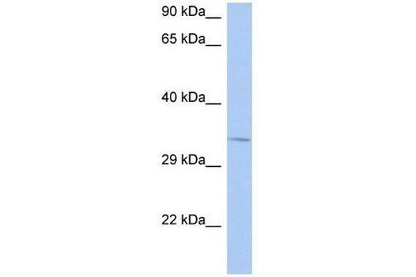 NAPB Antikörper  (N-Term)