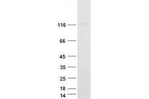 Validation with Western Blot (PCDHGA12 Protein (Transcript Variant 1) (Myc-DYKDDDDK Tag))